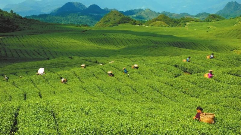 粮食种植补贴政策文件号揭秘：了解补贴背后的秘密