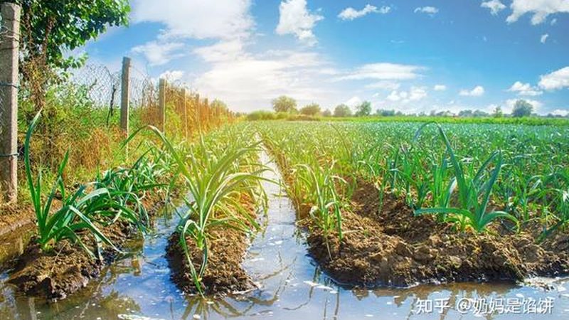 农业种植技术：如何选择合适的技术公司**