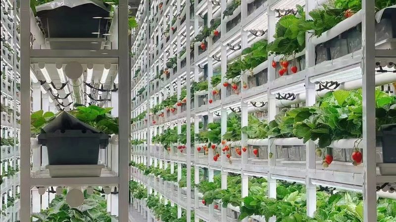 绿色食品公司怎么选靠谱